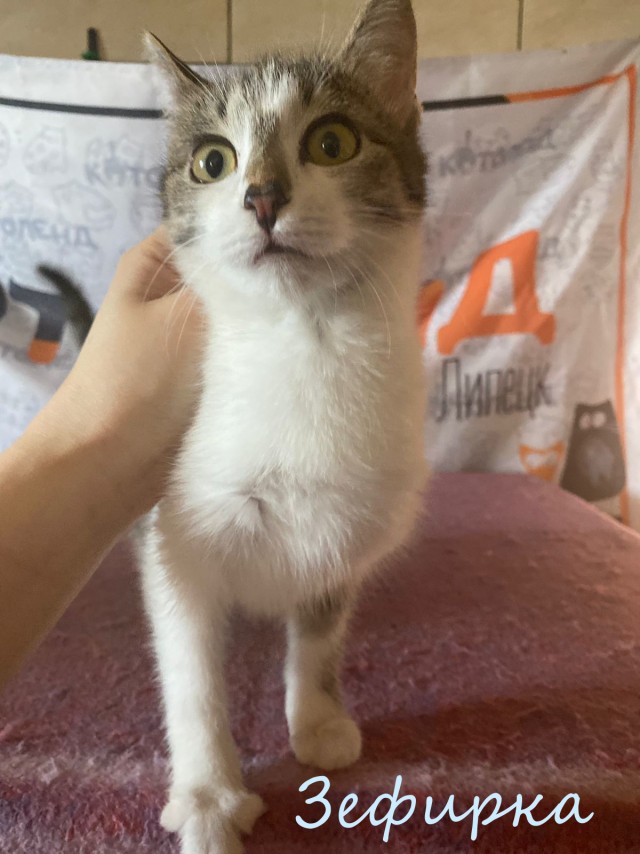 Жизнь домашнего приюта "Котоленд" 383