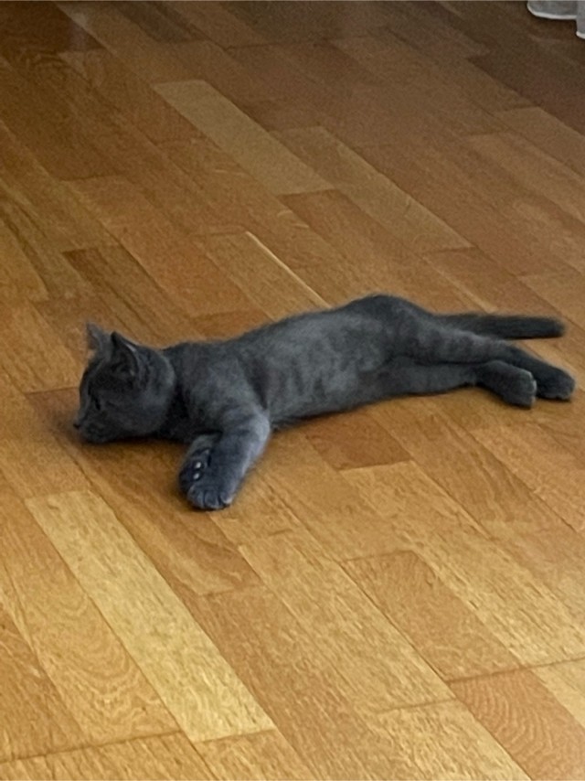 Кот Сырник