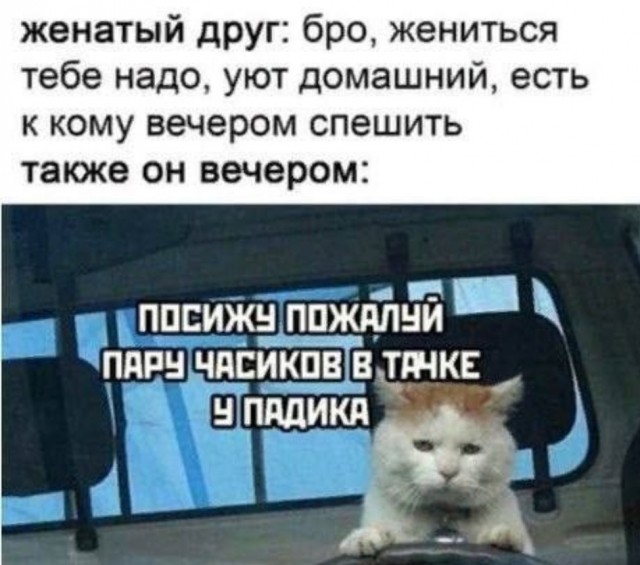 Котик фигни не скажет