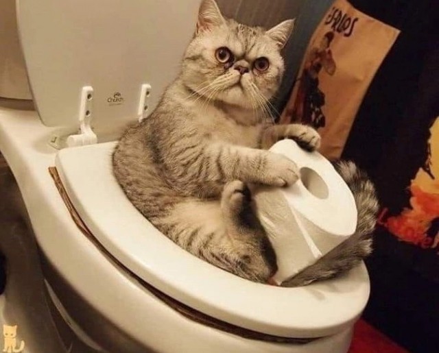 Котовторник Рыжих