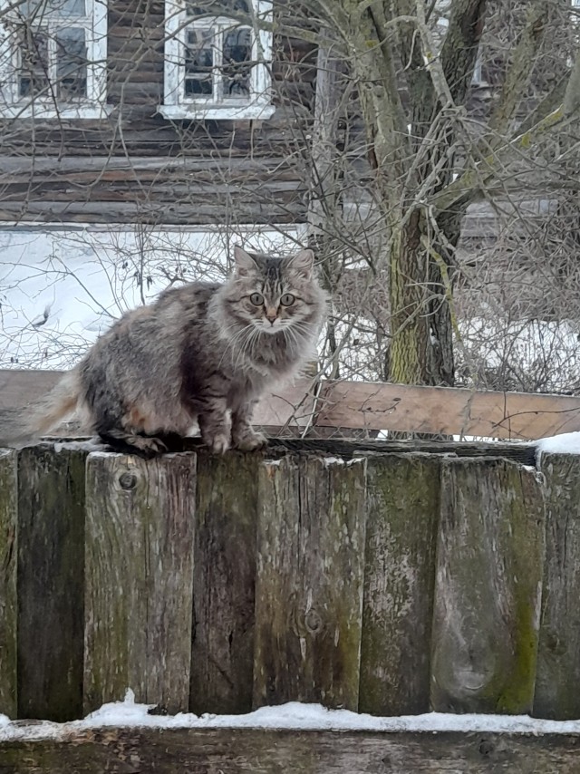 Отдам котенка
