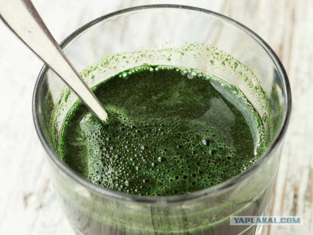 Шах и мат веганам и прочей 3,14здобратии, коллеги