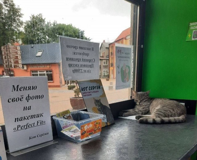 «Приходит, сидит под дверью магазина, грустит»