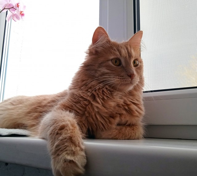 Подборка котов, нашедших свой дом