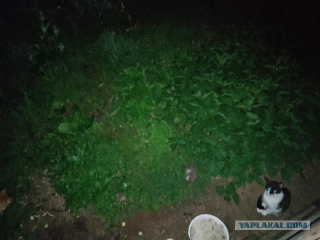 Жизнь домашнего приюта для котеек 501