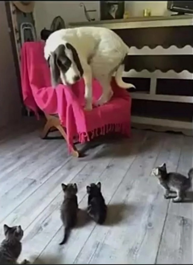 Прикольные морды котов псов к настроению...
