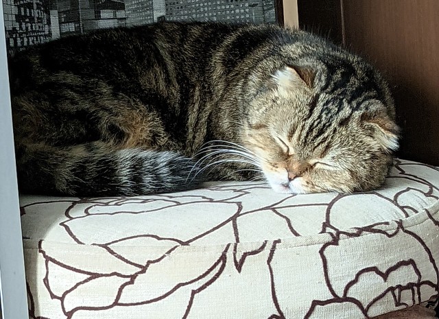 С Котовторником!