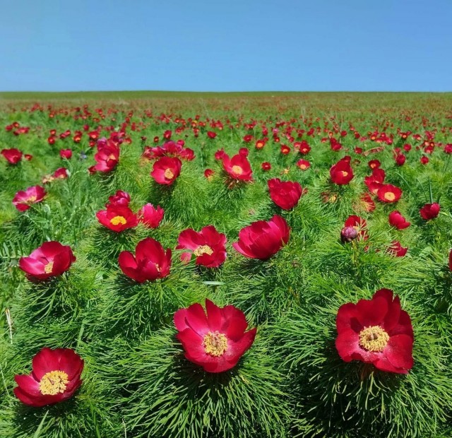 Запределье. Лента