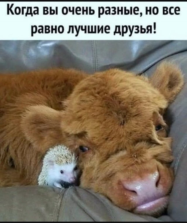 Картинки для деградации-4 (разной степени свежести)