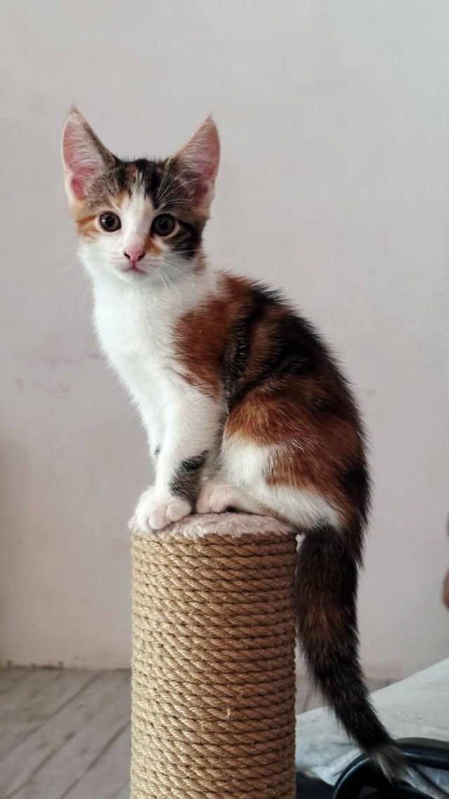 Нужен Кот!