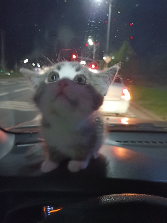 К завершению КотоВторника