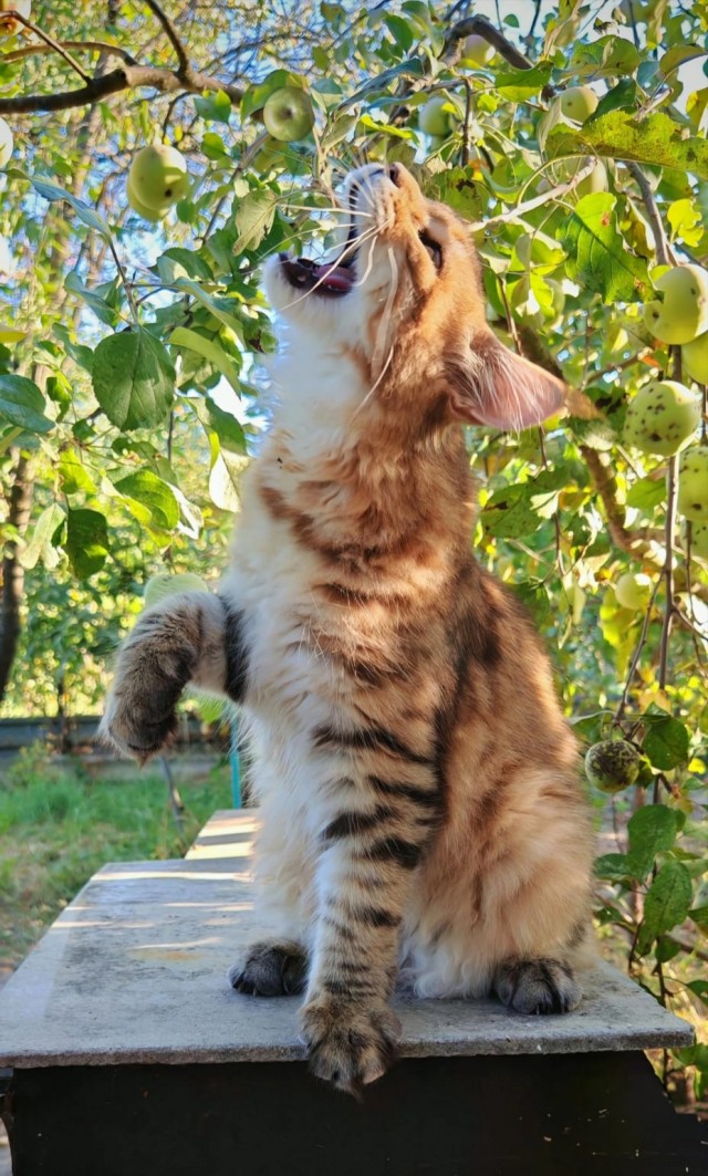 К котовторнику