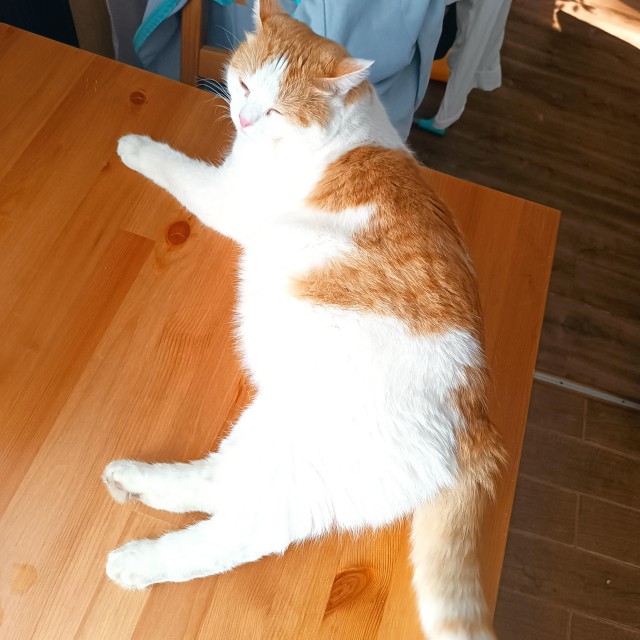Посоветуйте по котею