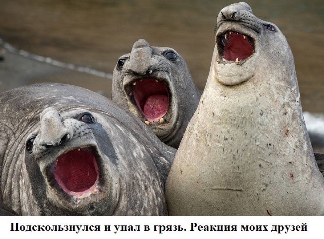 Веселое настроение в картинках