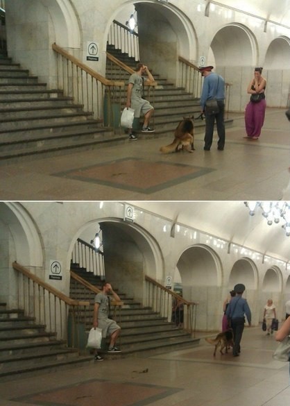 Собака-наполвметронасерака