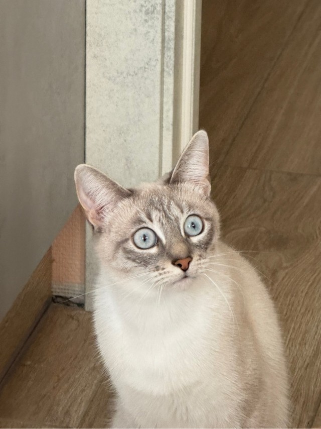 К котовторнику