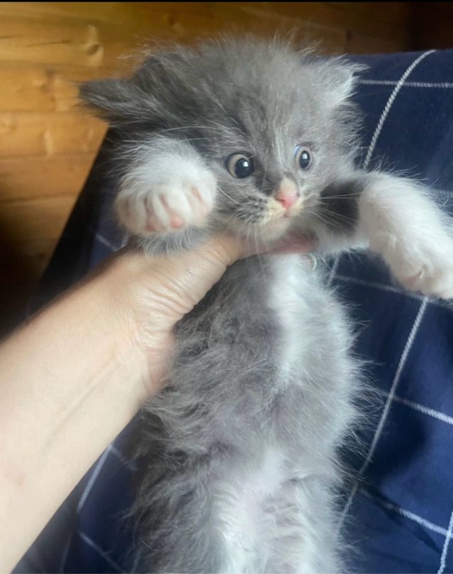 Отдают котенка