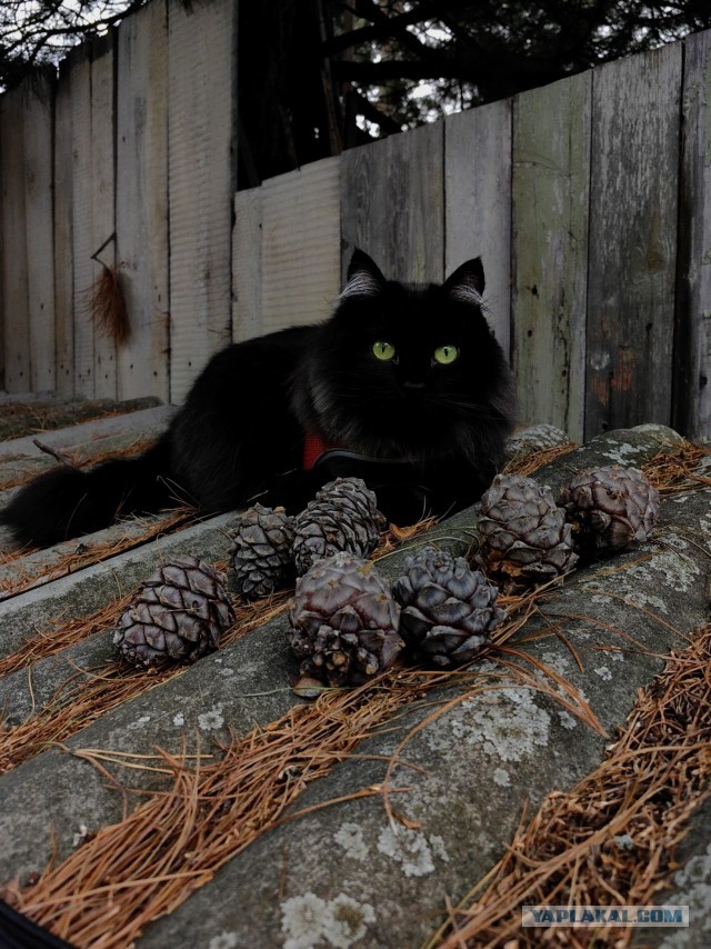 Фотки красивого кота.