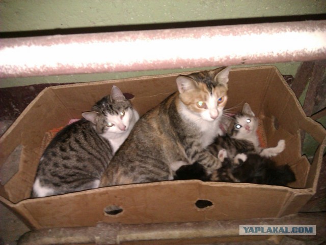 История одного "почти спасения".