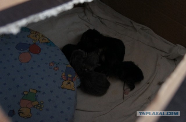 Международная выставка кошек Кэтсбург 2014