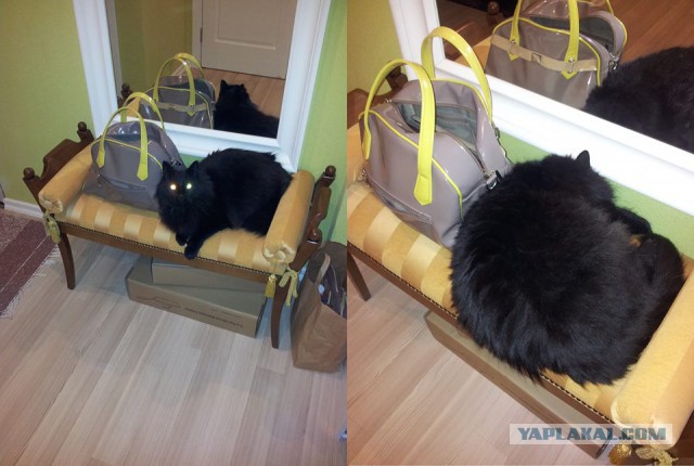 Котовторник 10.06.2014
