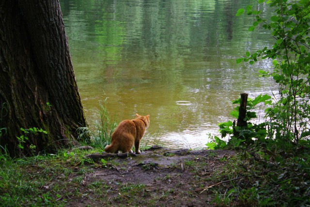 Котовторник 17.06.2014