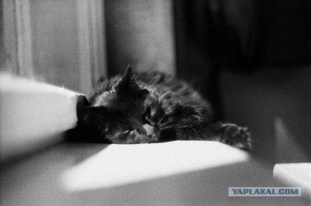 Котовторник 12.08.2014