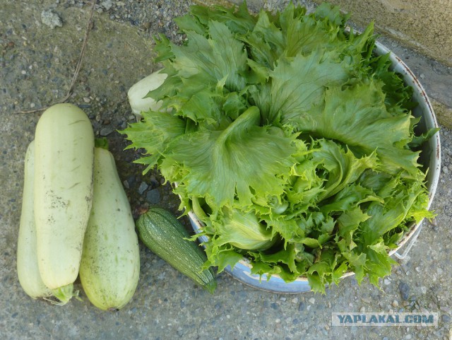 Чем мы бесим Америку и страдальцев по фуагра,