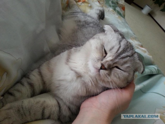 Котовторник