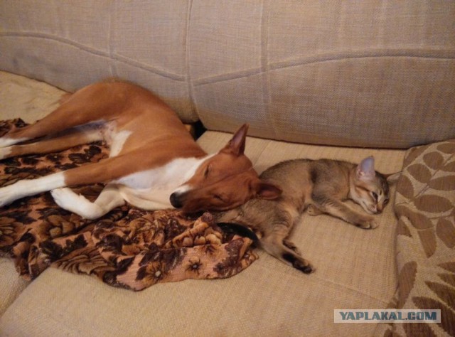 Кошки, которые используют собак вместо подушки
