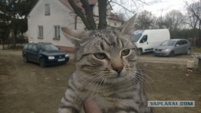 Вернулся я тут из европов про авто