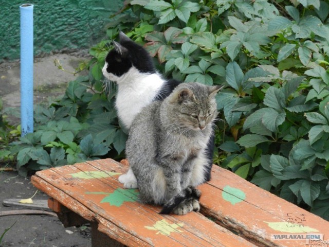 Россия в фотографиях, первая половина 2012