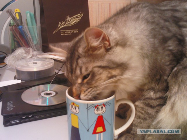 Котовторник  21.07.2015