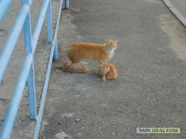 Шикарного кота выгнали на улицу Киев