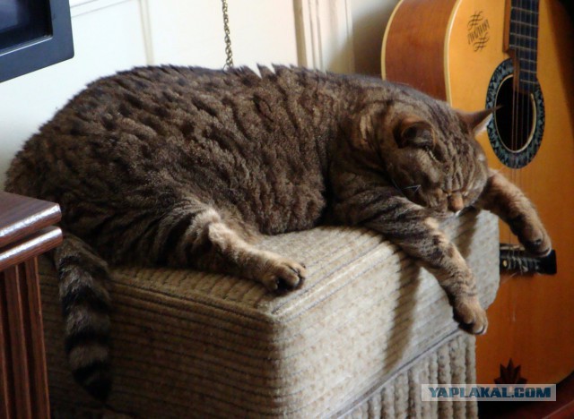 Котовторник