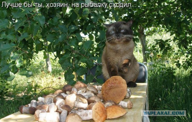 Интересные факты о кошках