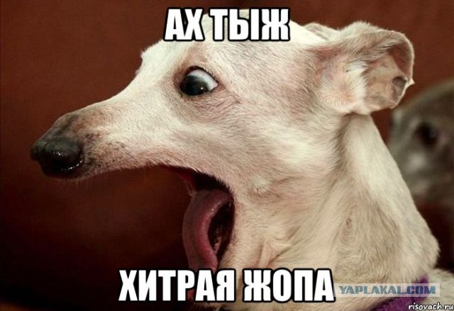 Акула решила подзакусить лодкой