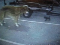 Прикольные ГИФЫ. Анимированные картинки.