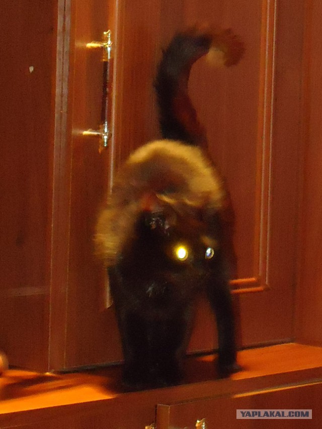 Мой личный котоленд 7