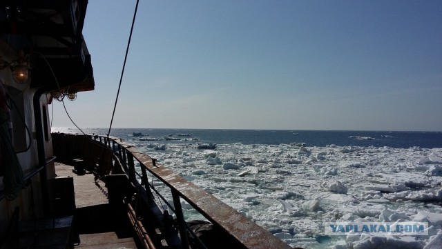 Пахари моря