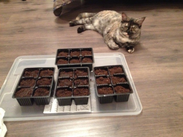 Кото-вторник 24 Мая 2016го :)