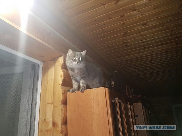 Котовторник 26.07 2016