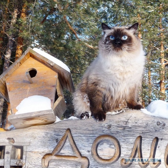 Снежный кот. Первому снегу посвящается.