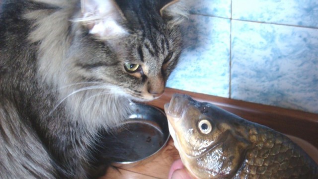Коты из сети