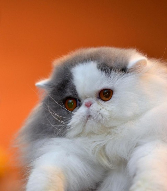 Коты из сети