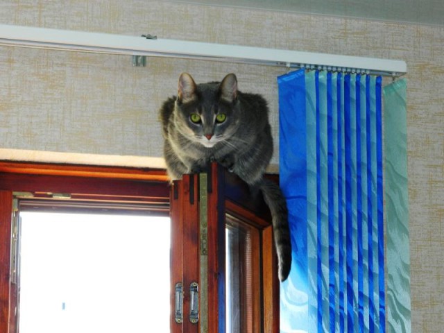 Коты из сети