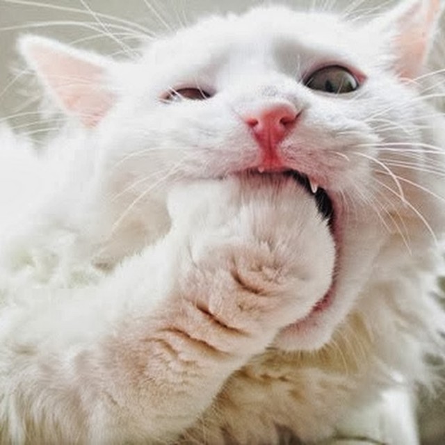 Коты из сети
