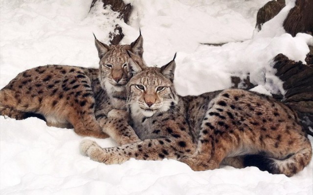 Самые смешные животные