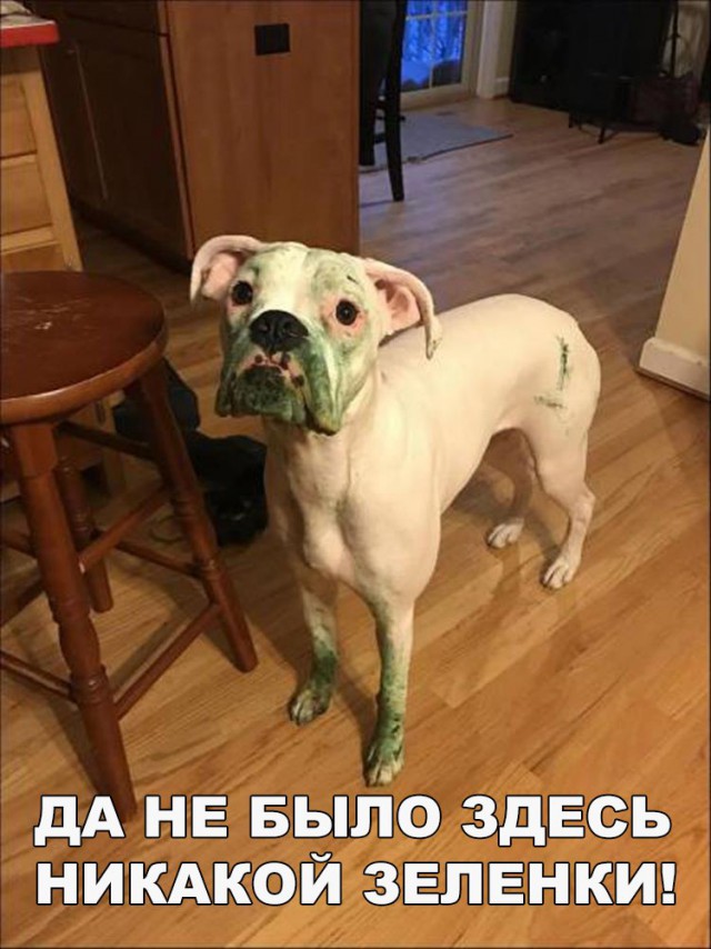Подборка безудержного веселья