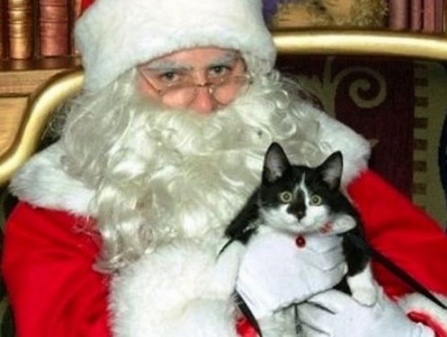 Коты и Кошки